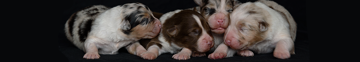 puppies